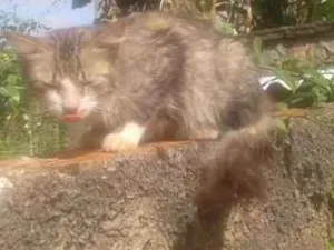 Gato raça INDEFINIDA idade 2 a 6 meses nome SEM NOME