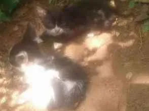 Gato raça INDEFINIDA idade 1 ano nome MENINA