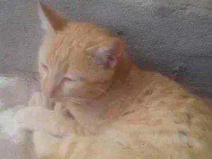 Gato raça indefinida idade 2 a 6 meses nome loro