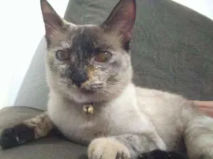 Gato raça Srd idade 1 ano nome Gatos