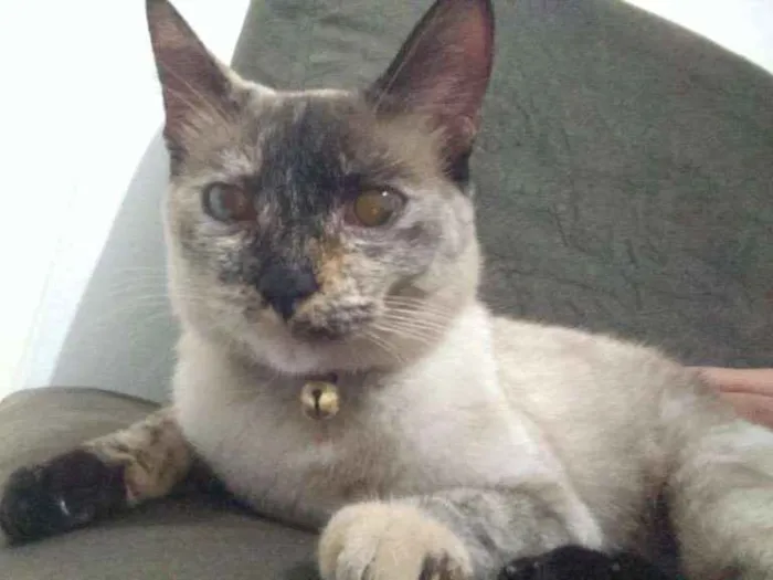 Gato ra a Srd idade 1 ano nome Gatos