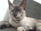 Gato raça Srd idade 1 ano nome Gatos