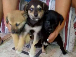 Cachorro raça Vira latas idade 2 a 6 meses nome Magnólia e filhotes