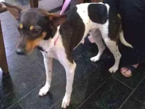 Cachorro raça SRD idade 1 ano nome Toto
