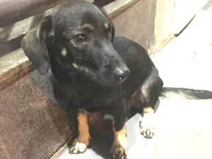 Cachorro raça Srd idade 1 ano nome Pretinho