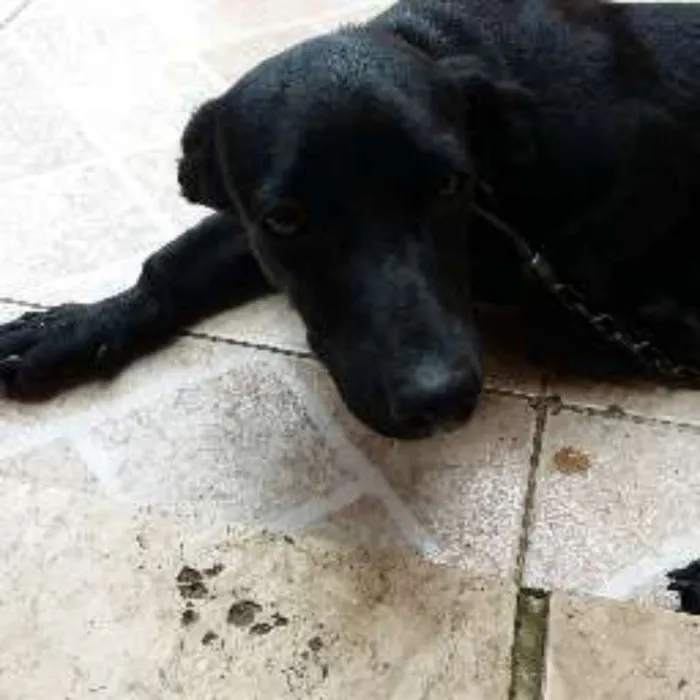 Cachorro raça mestiço idade 2 a 6 meses nome pretinha