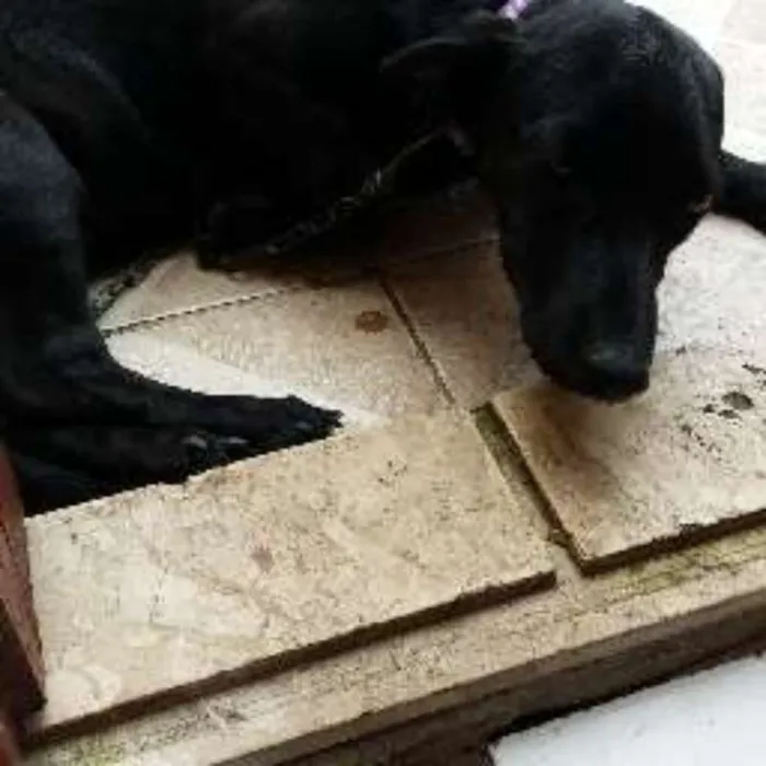 Cachorro raça mestiço idade 2 a 6 meses nome pretinha