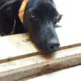 pretinha