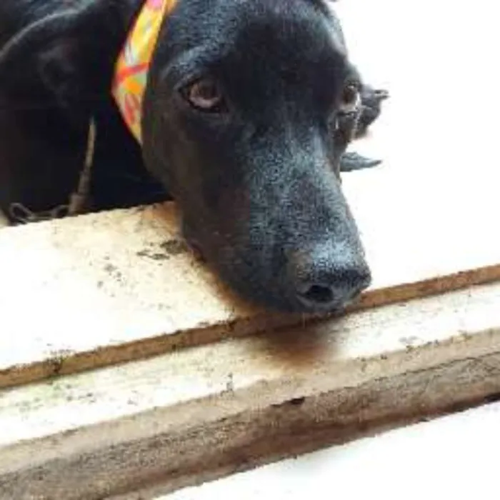 Cachorro raça mestiço idade 2 a 6 meses nome pretinha