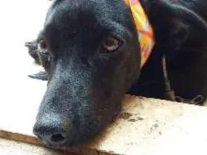 Cachorro raça mestiço idade 2 a 6 meses nome pretinha