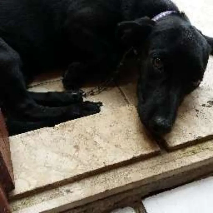 Cachorro raça mestiço idade 2 a 6 meses nome pretinha
