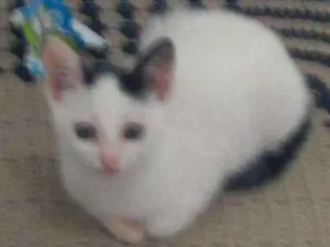 Gato raça Sem raça idade 2 a 6 meses nome Clata