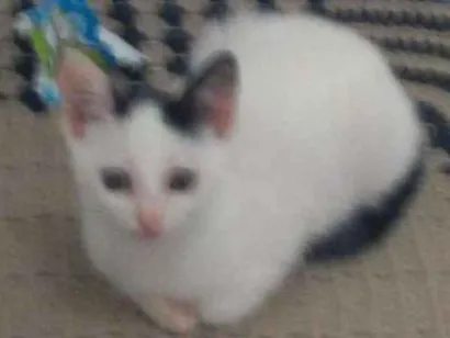 Gato raça Sem raça idade 2 a 6 meses nome Clata
