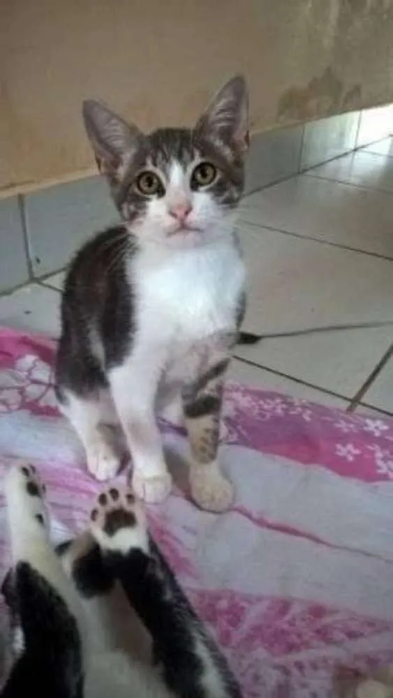 Gato ra a Vira lata idade 2 a 6 meses nome Guga