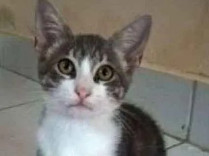 Gato ra a Vira lata idade 2 a 6 meses nome Guga