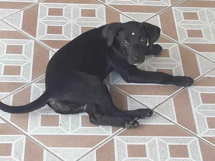 Cachorro ra a Não definida idade 2 a 6 meses nome Pretinha 3