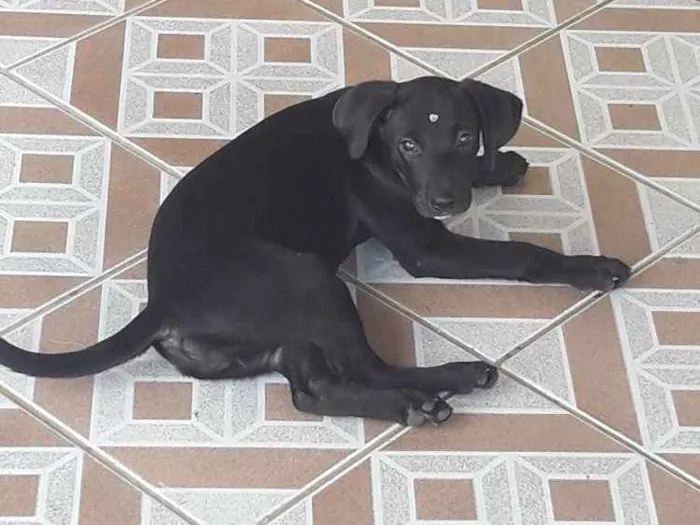 Cachorro ra a Não definida idade 2 a 6 meses nome Pretinha 3