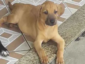 Cachorro raça Não definida idade 2 a 6 meses nome Caramelo 2