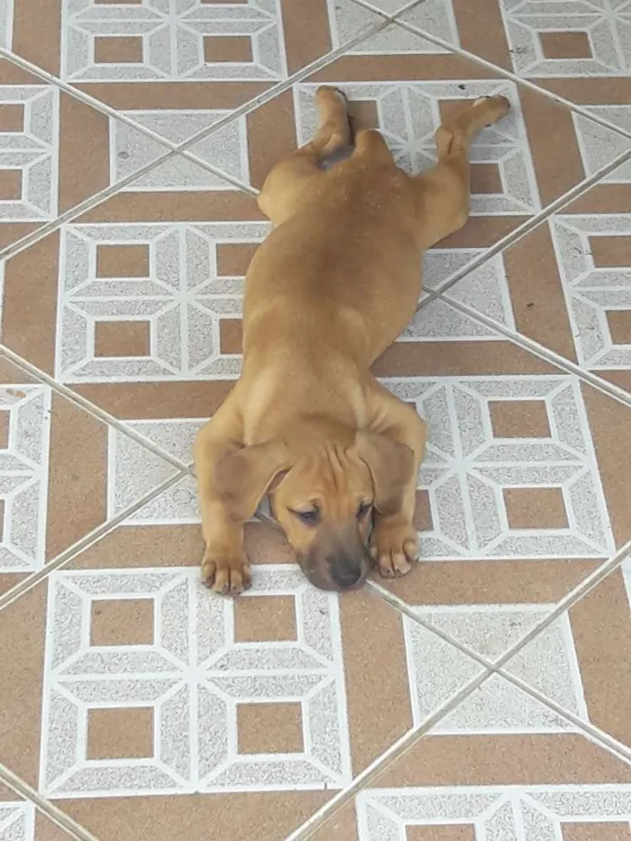 Cachorro ra a Não definida idade 2 a 6 meses nome Caramelo 2