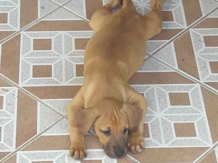 Cachorro ra a Não definida idade 2 a 6 meses nome Caramelo 2