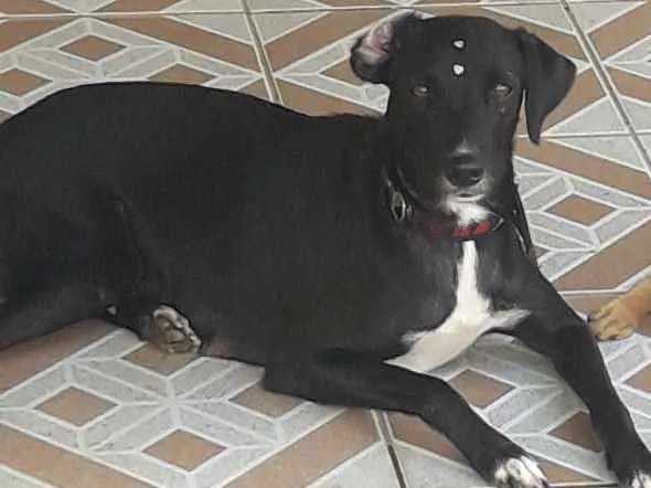 Cachorro ra a Não definida idade 4 anos nome Pretinha