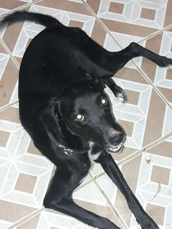 Cachorro ra a Não definida idade 4 anos nome Pretinha