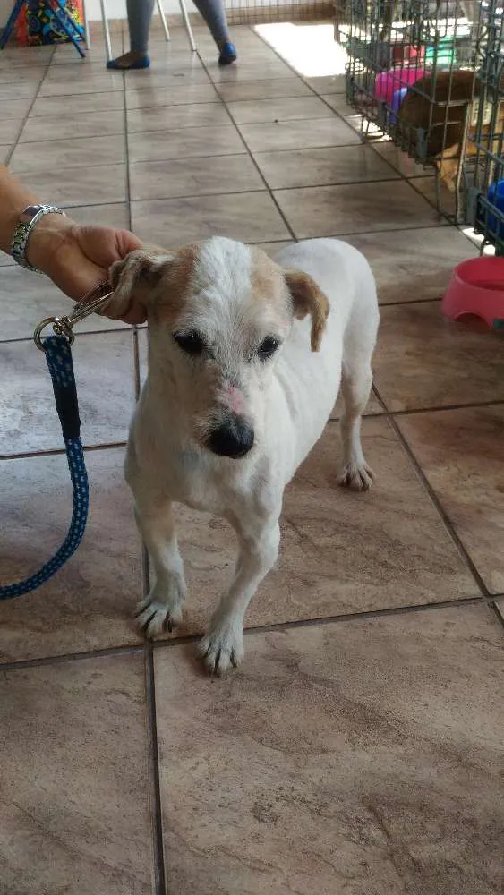 Cachorro ra a Srd idade 6 ou mais anos nome Sem nome