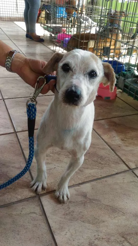 Cachorro ra a Srd idade 6 ou mais anos nome Sem nome