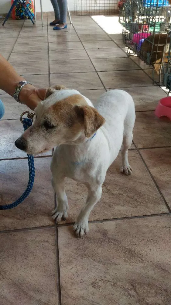Cachorro ra a Srd idade 6 ou mais anos nome Sem nome