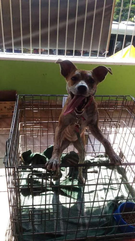 Cachorro ra a Srd idade 1 ano nome Sem nome
