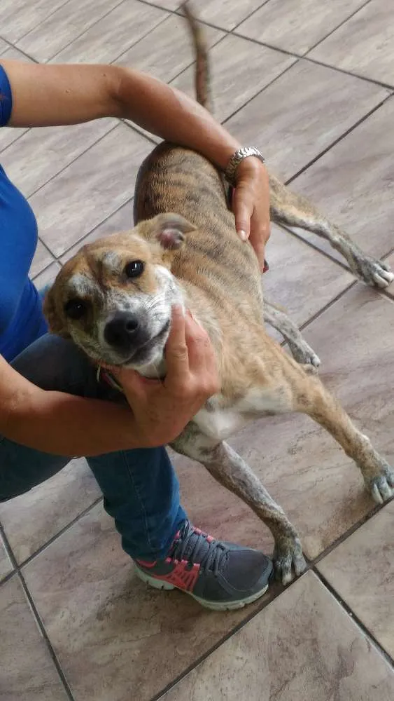 Cachorro ra a Srd idade 1 ano nome Sem nome