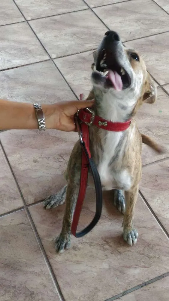 Cachorro ra a Srd idade 1 ano nome Sem nome