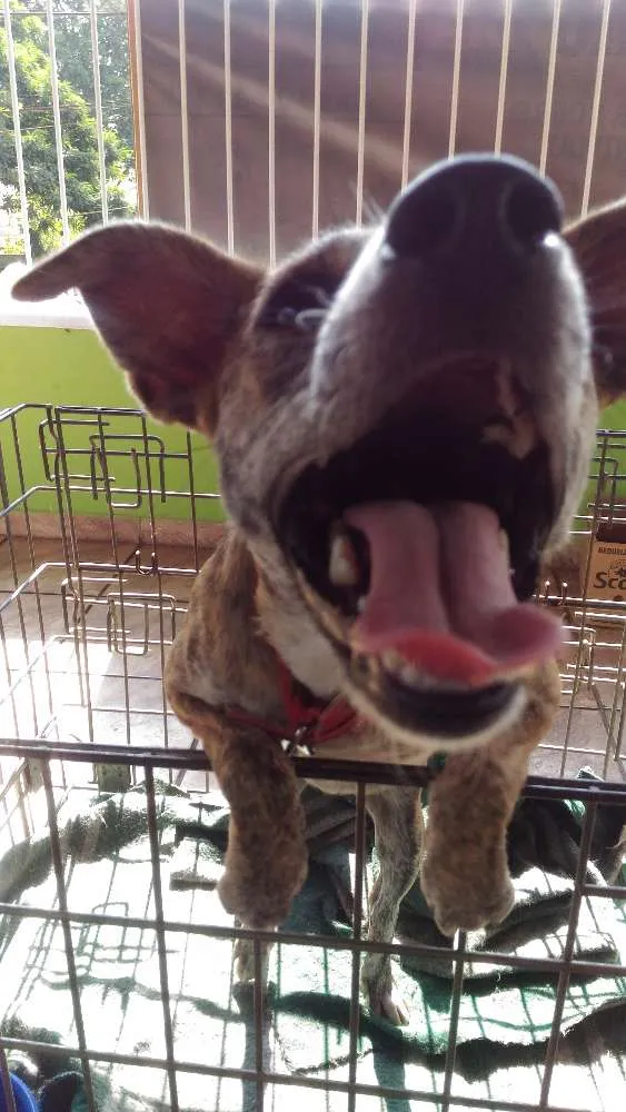 Cachorro ra a Srd idade 1 ano nome Sem nome