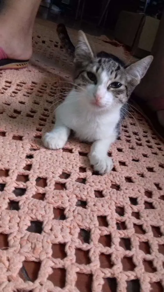Gato ra a Indefinida idade 2 a 6 meses nome Indefinido 