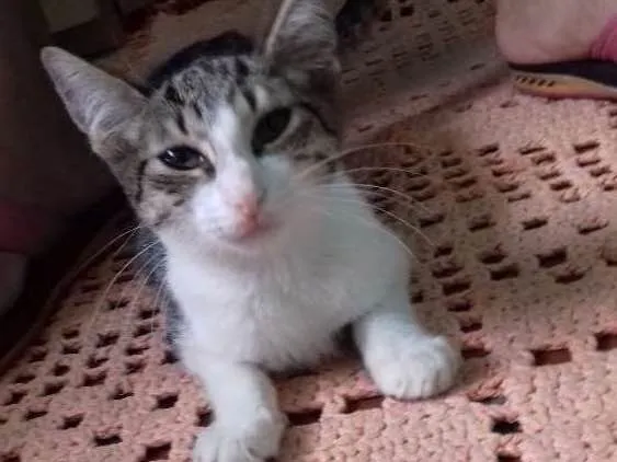 Gato ra a Indefinida idade 2 a 6 meses nome Indefinido 