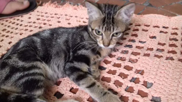 Gato ra a Indefinida idade 2 a 6 meses nome Indefinido 