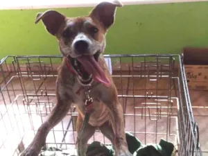 Cachorro raça Srd idade 1 ano nome Sem nome