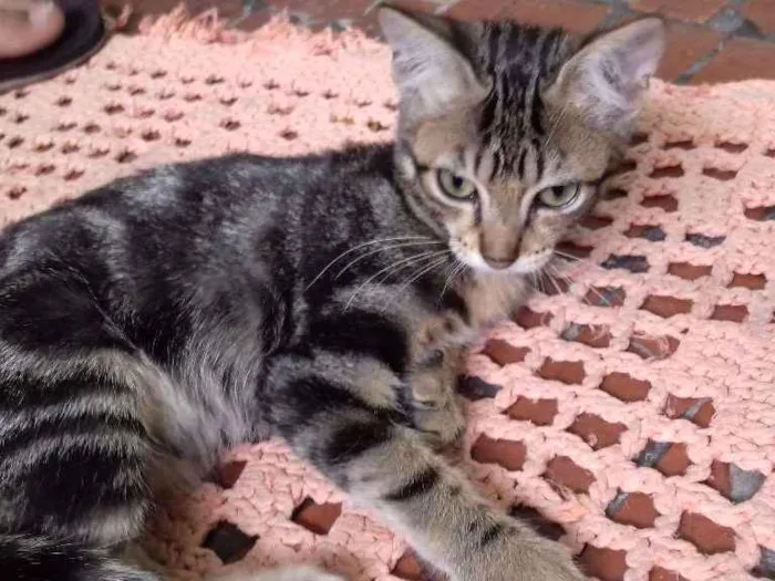 Gato ra a Indefinida idade 2 a 6 meses nome Indefinido 