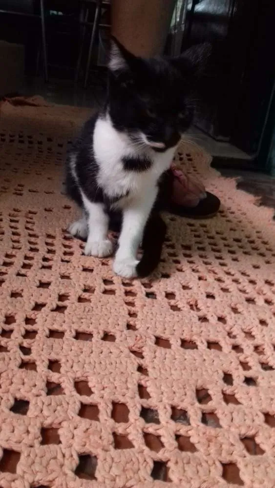 Gato ra a Indefinida idade 2 a 6 meses nome Indefinido 