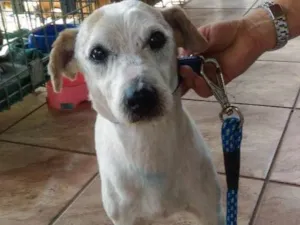 Cachorro raça Srd idade 6 ou mais anos nome Sem nome