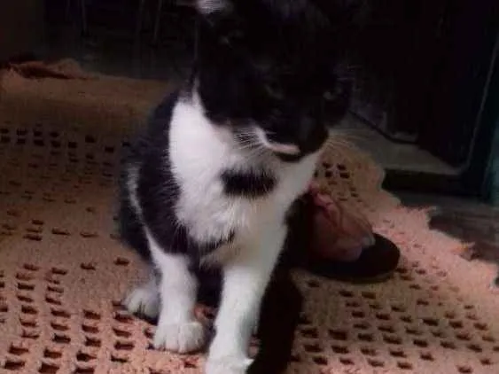 Gato ra a Indefinida idade 2 a 6 meses nome Indefinido 