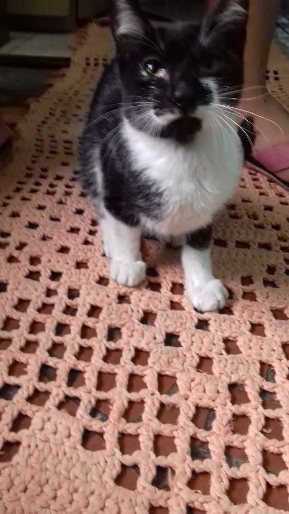 Gato ra a Indefinida idade 2 a 6 meses nome Indefinido 
