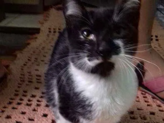 Gato ra a Indefinida idade 2 a 6 meses nome Indefinido 