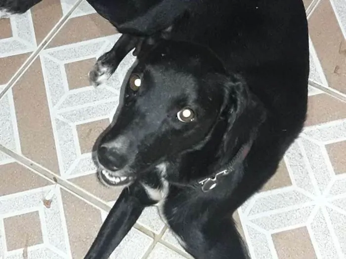 Cachorro ra a Não definida idade 4 anos nome Pretinha