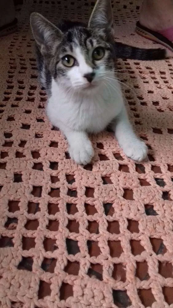 Gato ra a Indefinida idade 2 a 6 meses nome Indefinido 