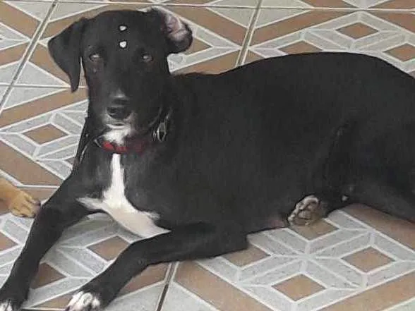 Cachorro ra a Não definida idade 4 anos nome Pretinha