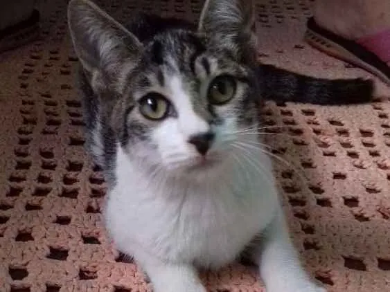 Gato ra a Indefinida idade 2 a 6 meses nome Indefinido 