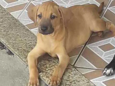 Cachorro ra a Não definida idade 2 a 6 meses nome Caramelo 2