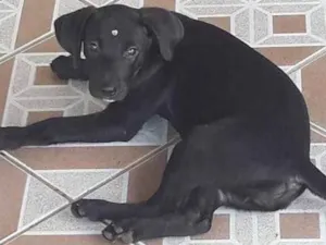 Cachorro raça Não definida idade 2 a 6 meses nome Pretinha 3