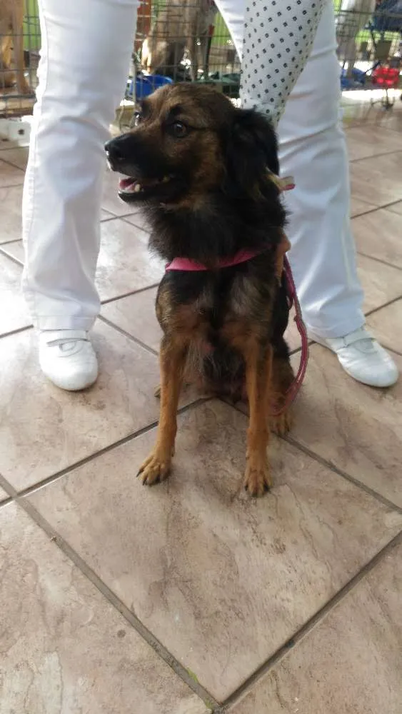 Cachorro ra a SRD idade 1 ano nome Sem nome